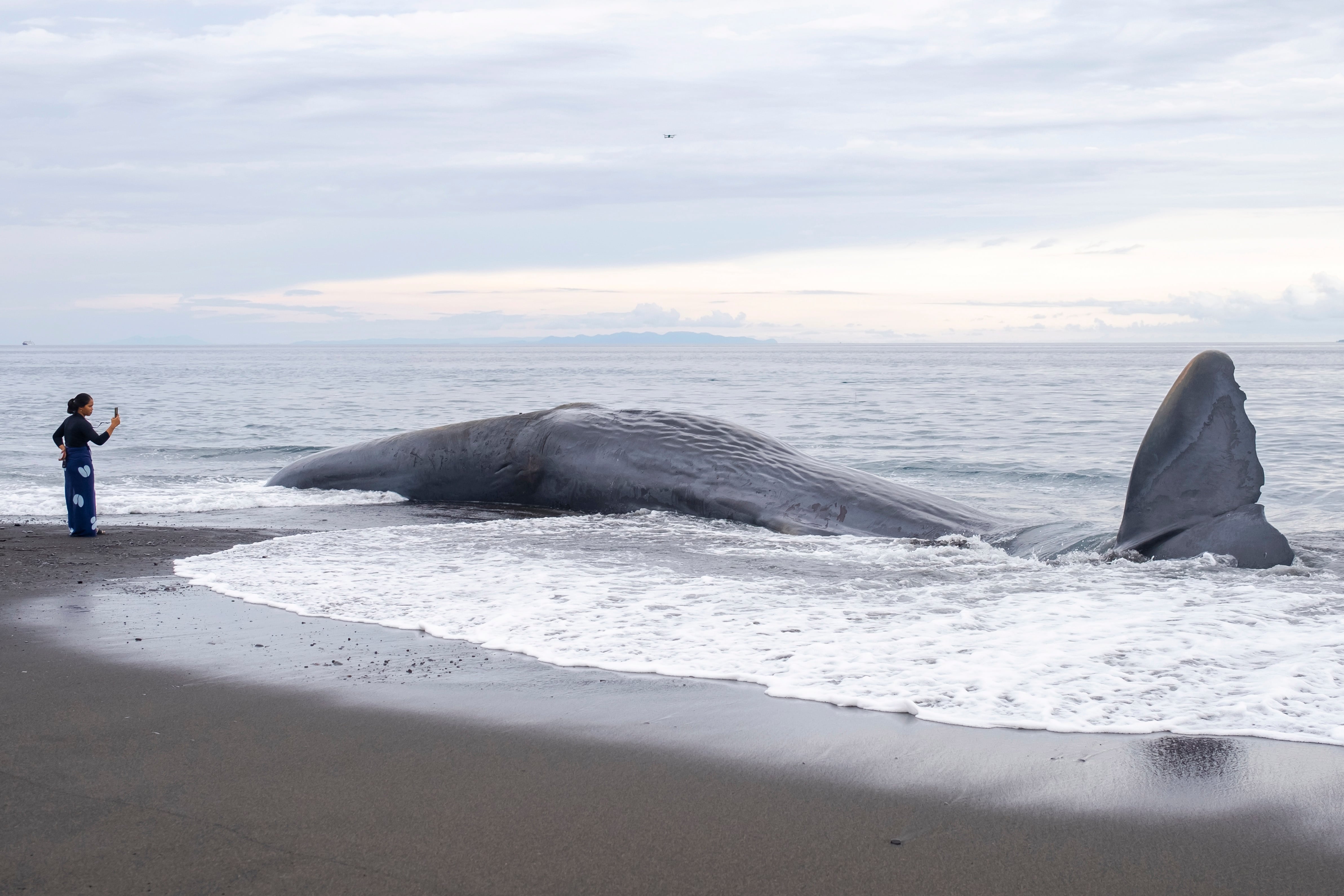 Una mujer toma una foto del cadáver de un cachalote varado en una playa de Karangasem, Bali, Indonesia