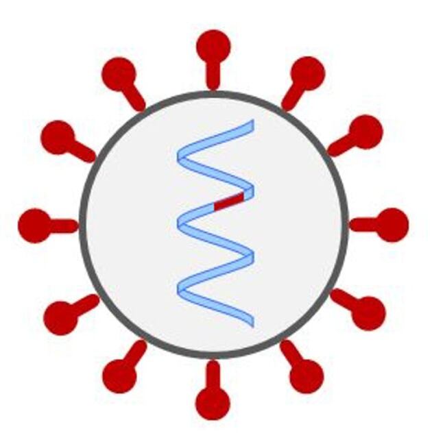 Figura 1. Representación esquemática del coronavirus. En la envuelta del virus y en rojo, se representa la proteína S. El RNA se representa en el centro en azul y resaltado en rojo el gen para la proteína S.