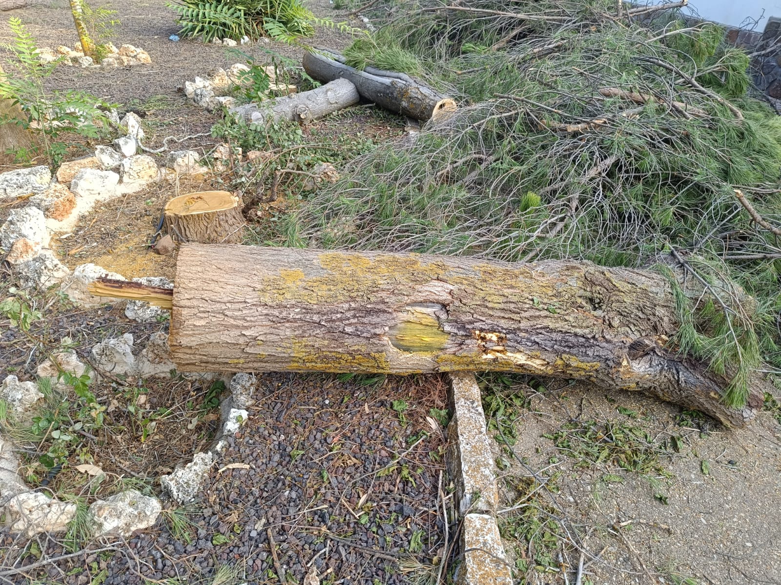 Una de las zonas donde se ha realizado la tala en Villalba de Calatrava