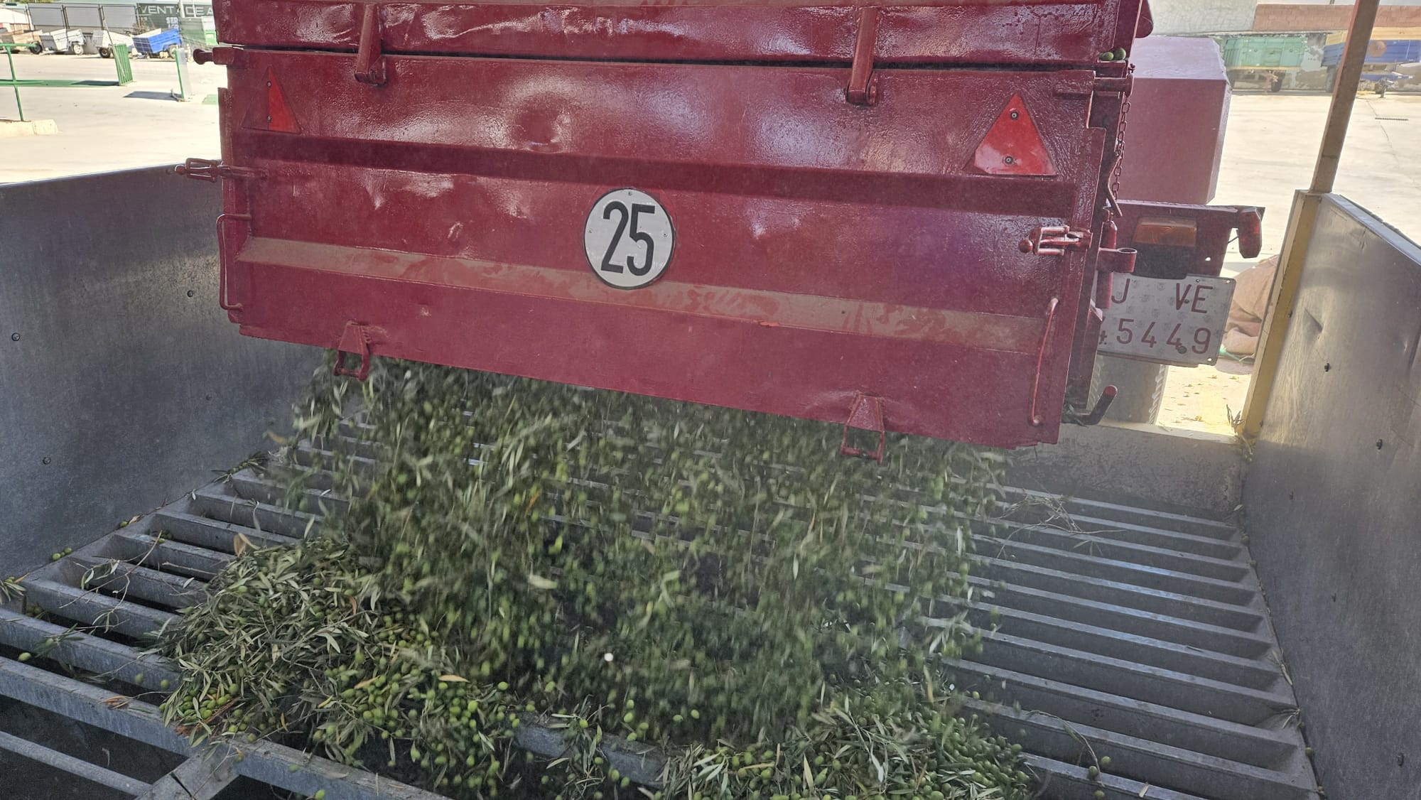 Los remolques de los agricultores descargan la aceituna en las tolvas de recepción