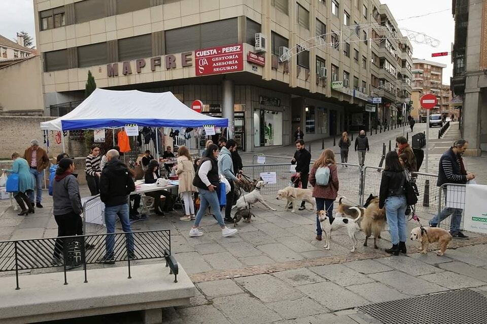 El tradicional concurso de Perros y Gatos de Segovia será el 28 de octubre