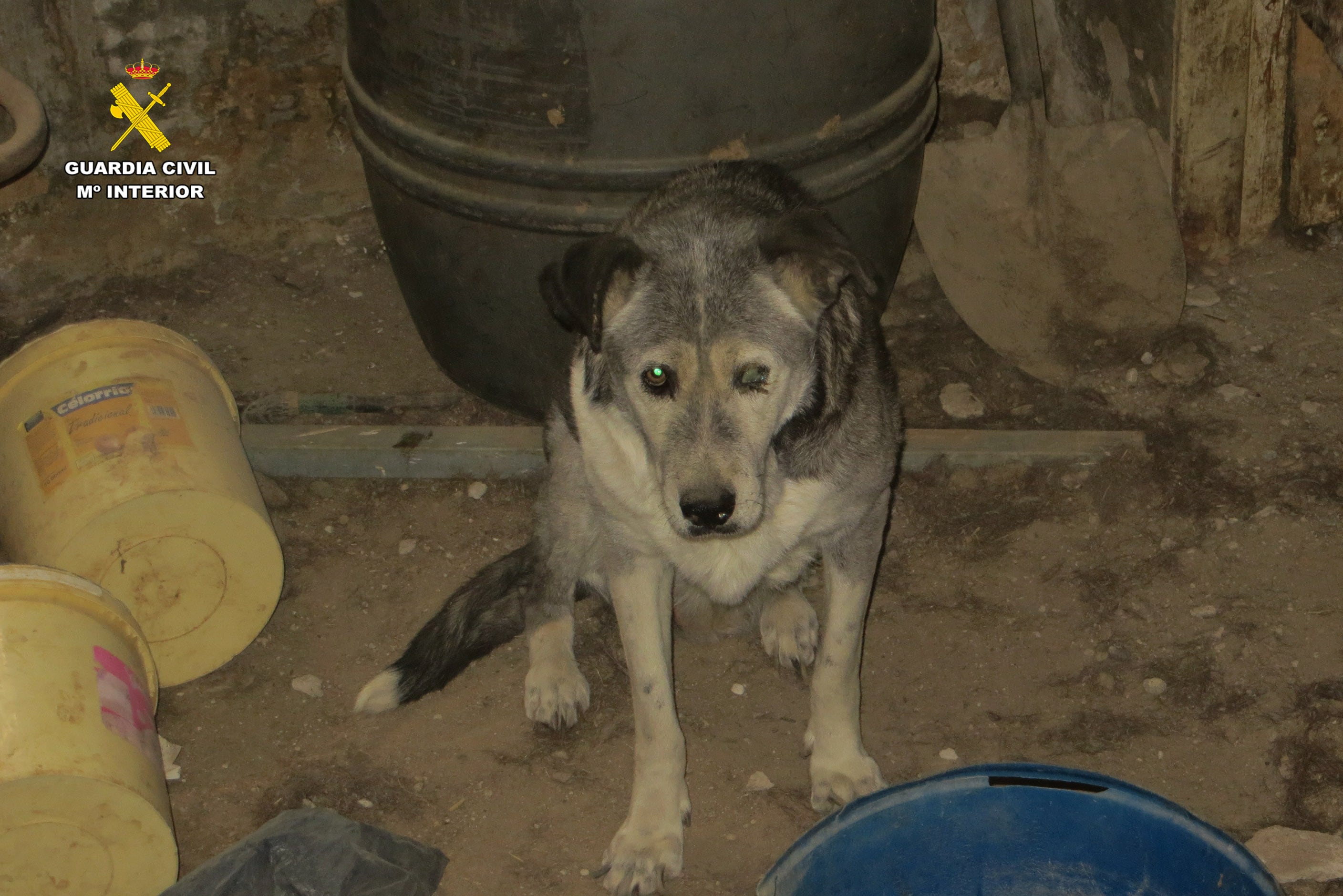 Dos investigados en La Rioja por un delito de maltrato de animales domésticos