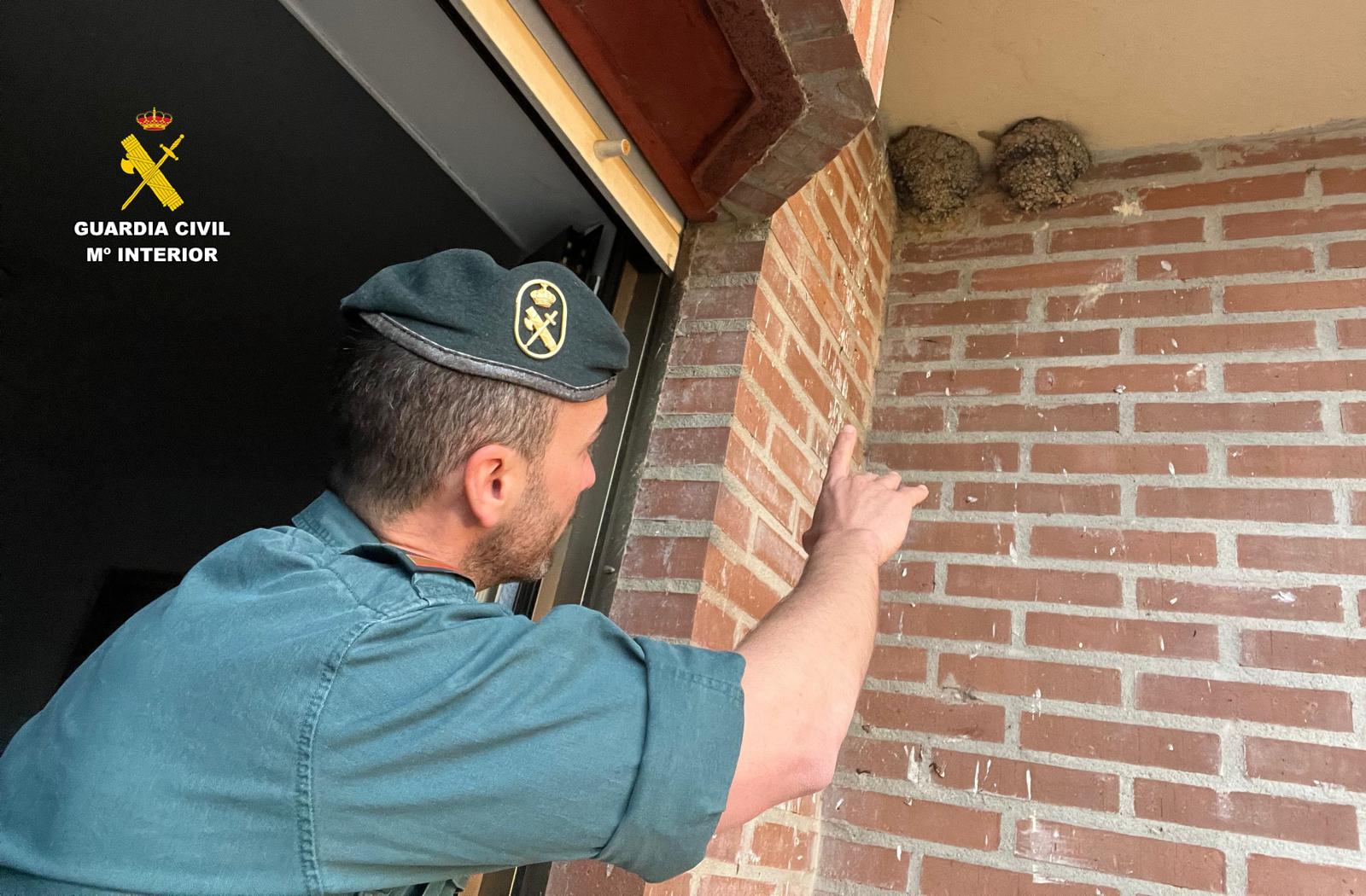 Dos investigados por destruir nidos de una especie amenazada de pájaros