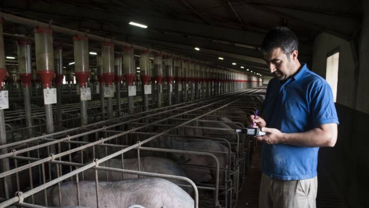 Nace la Asociación abulense de Empresarios de Granjas de Porcino