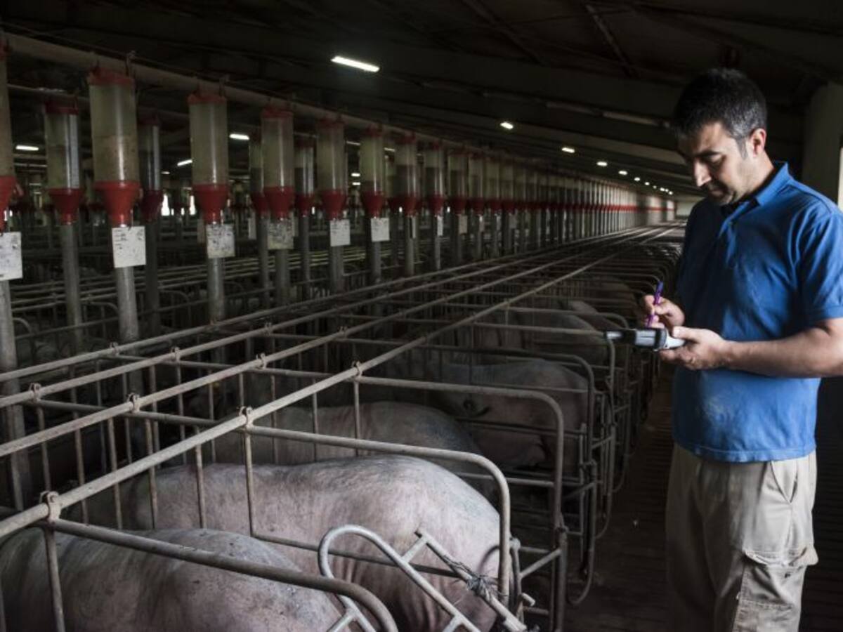 Nace la Asociación abulense de Empresarios de Granjas de Porcino