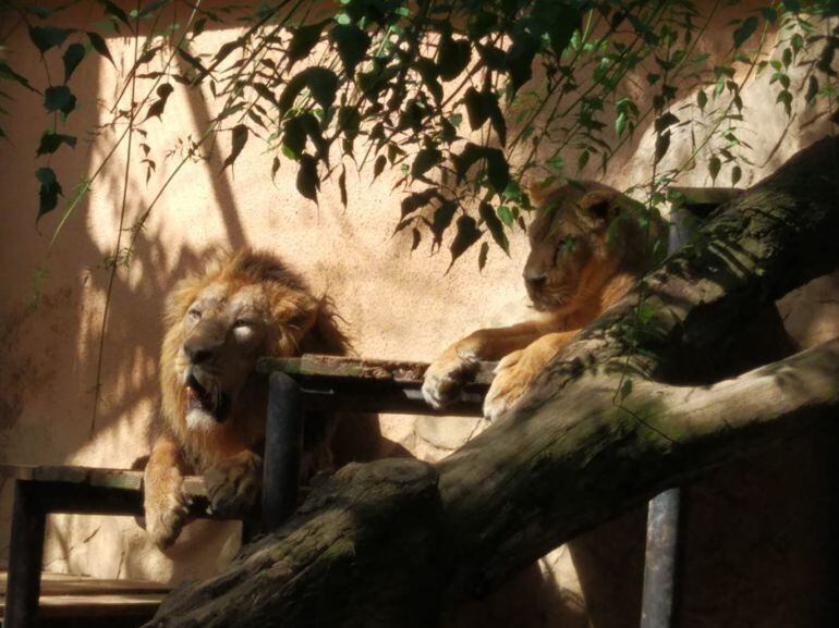 Imagen de los leones del Zoobotánico de Jerez