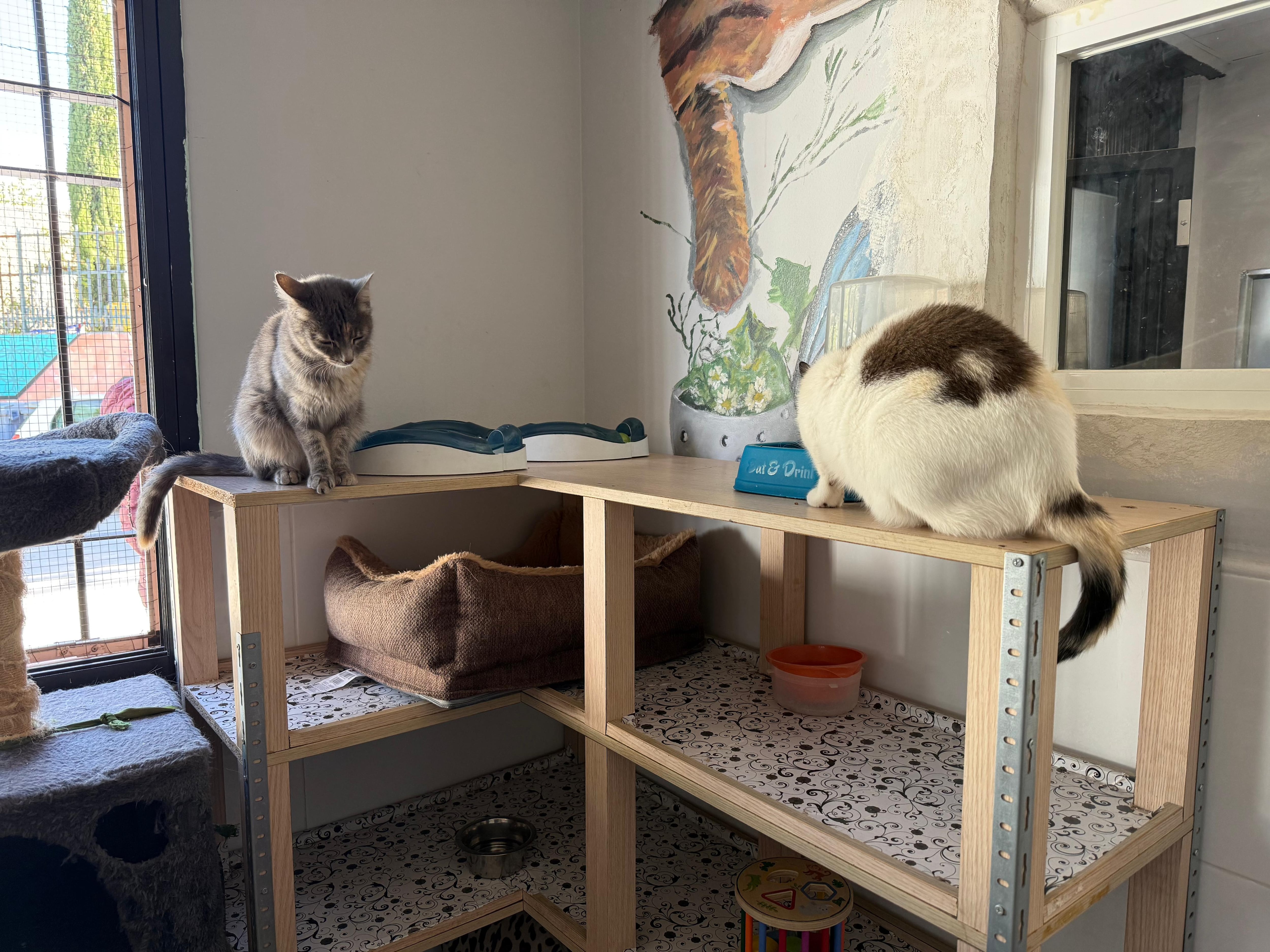 Gatos en el Centro de Protección Animal de Parla