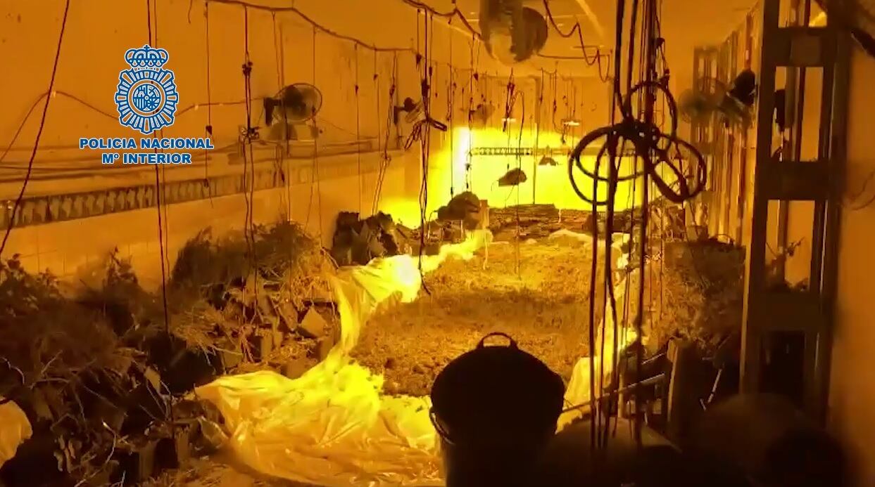 Incautadas 2.300 plantas de marihuana en Santo Ángel, Murcia / Policía Nacional