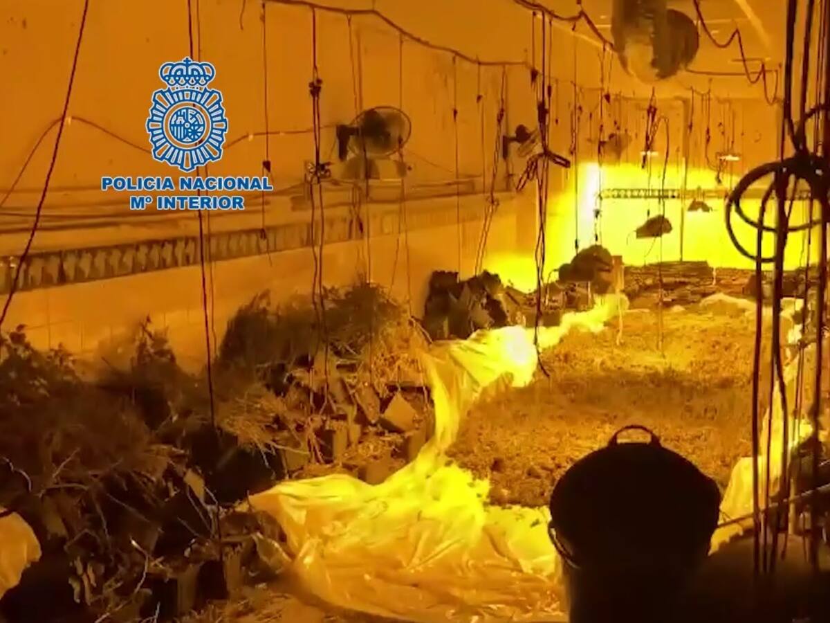 La Policía Nacional incauta 2.300 plantas de marihuana en una nave industrial de la pedanía de Santo Ángel, en Murcia