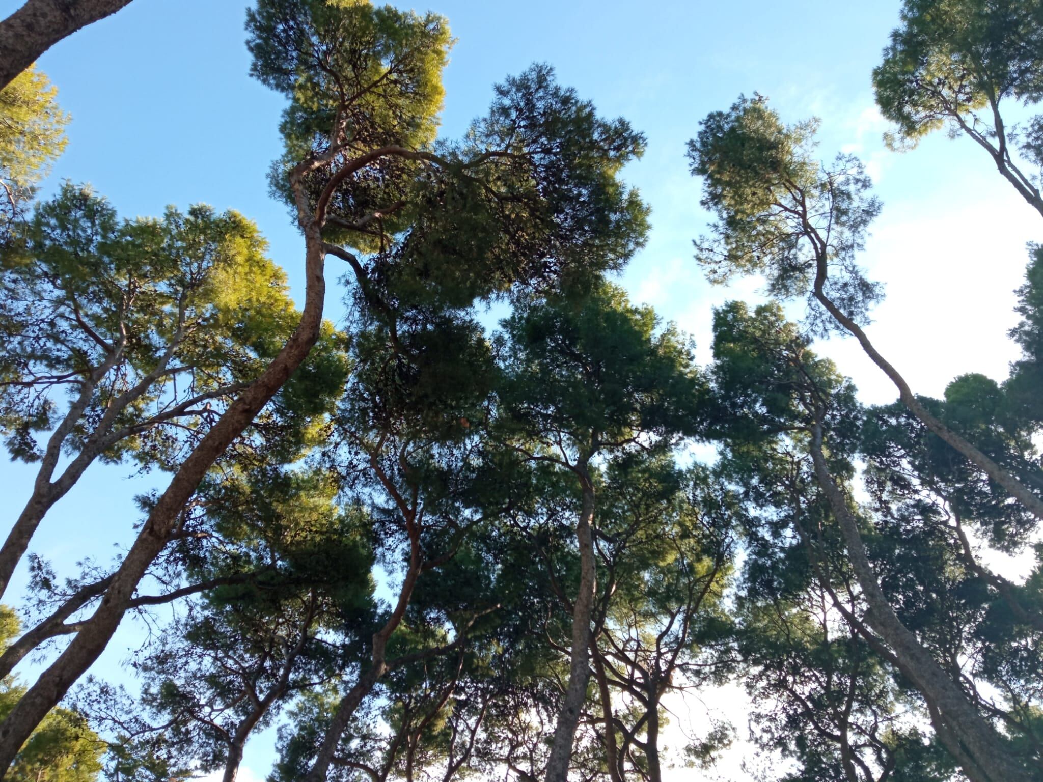 Zona arbolada en el Parque Miguel Servet