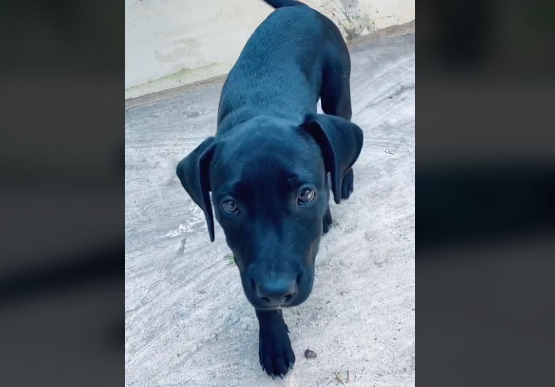 Una joven salva la vida de una perrita comprándosela a su maltratador.