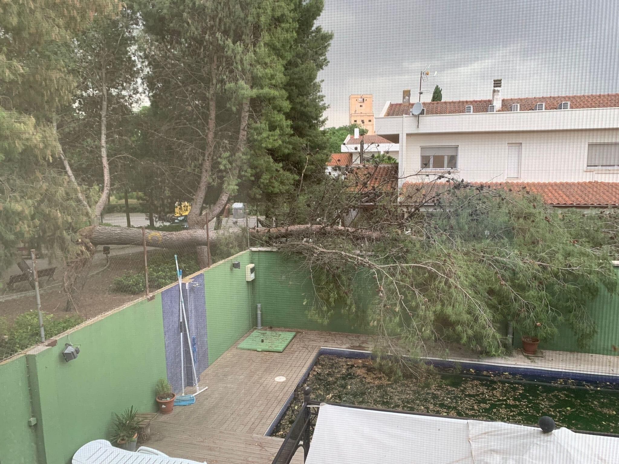 Imagen del árbol caído sobre una vivienda en la calle Grecia, este sábado
