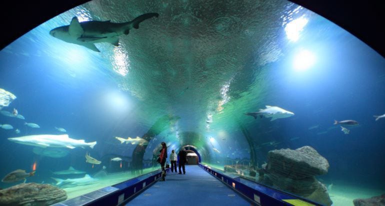 Imagen del Oceanografic de Valencia