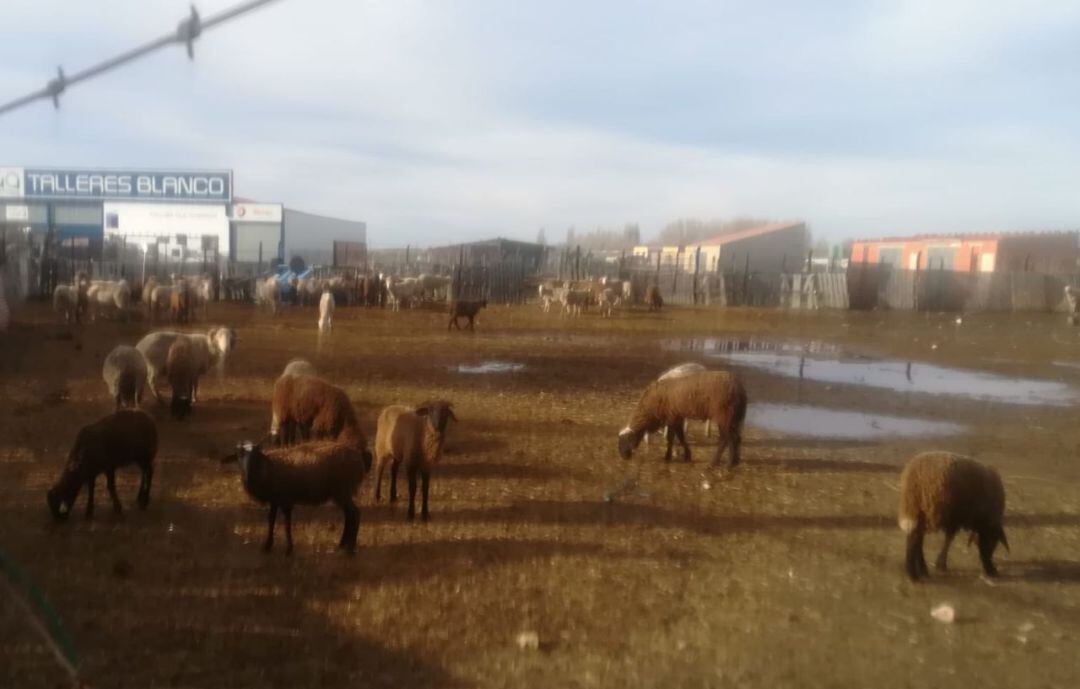 El Plataforma No más mierda denuncia ante la Guardia Civil un supuesto maltrato animal a diferentes reses de Fuentepelayo