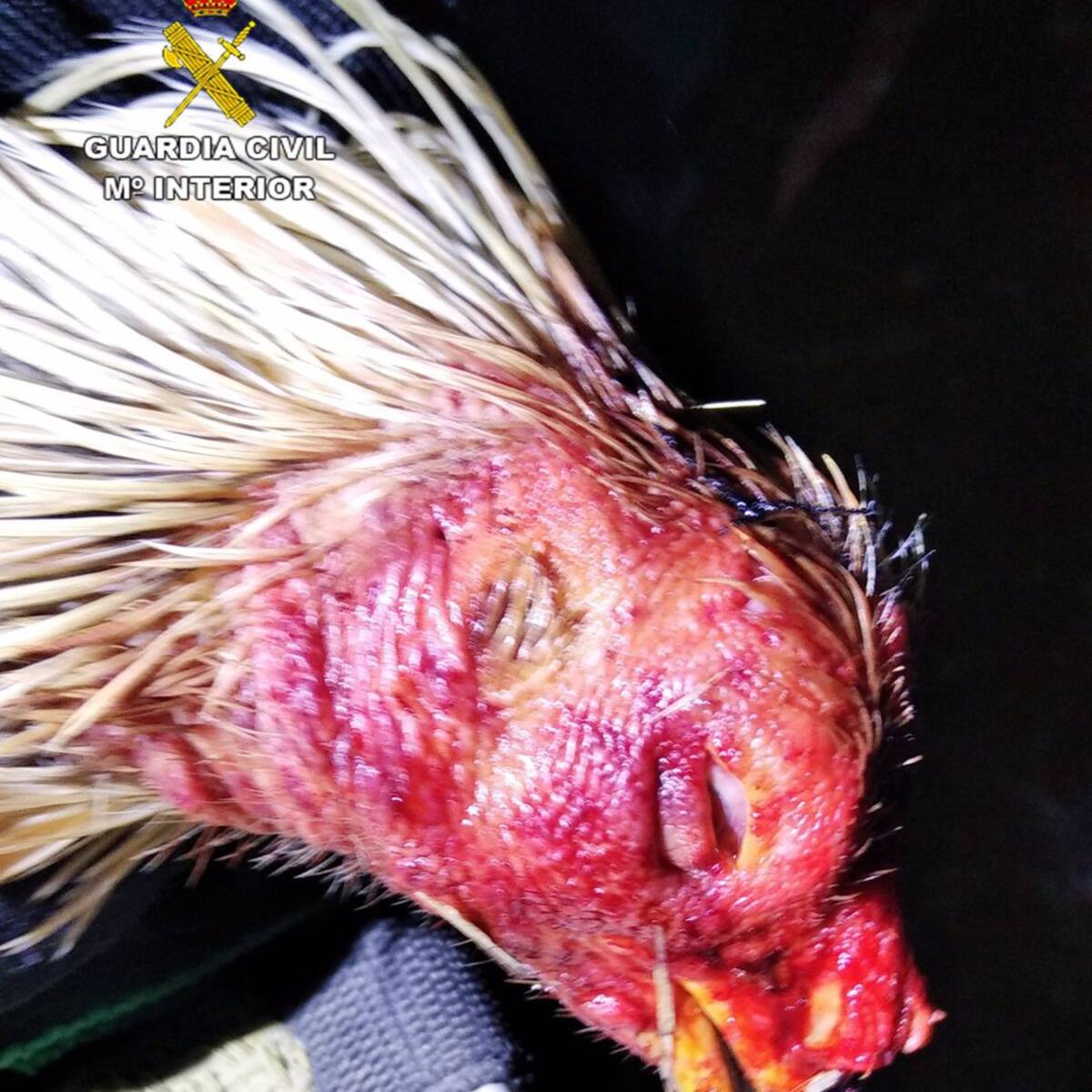 La Guardia Civil desmantela en una nave de Murcia un tentadero ilegal de peleas de gallos