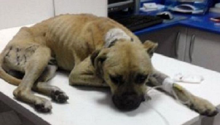 Sean, atendido en la clínica veterinaria