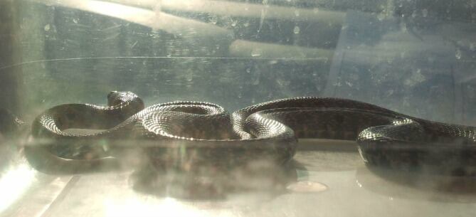 Culebra de herradura capturada en un instituto de calle Agustín Martín Carrión (Málaga)