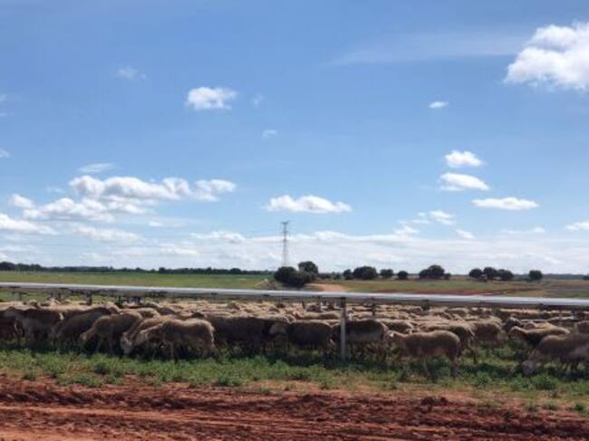 Rebaño pastando bajo las placas solares en Valverdejo