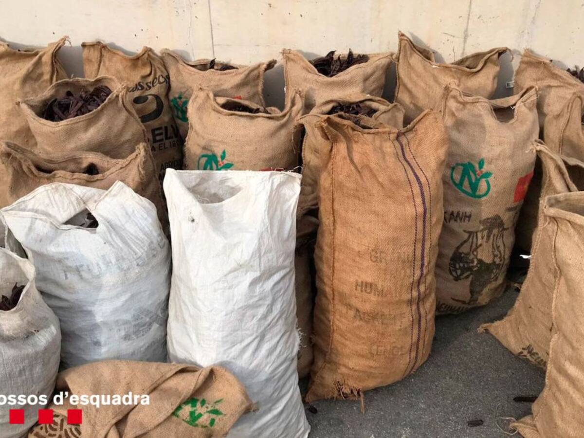 Robatoris de garrofes a l'alça