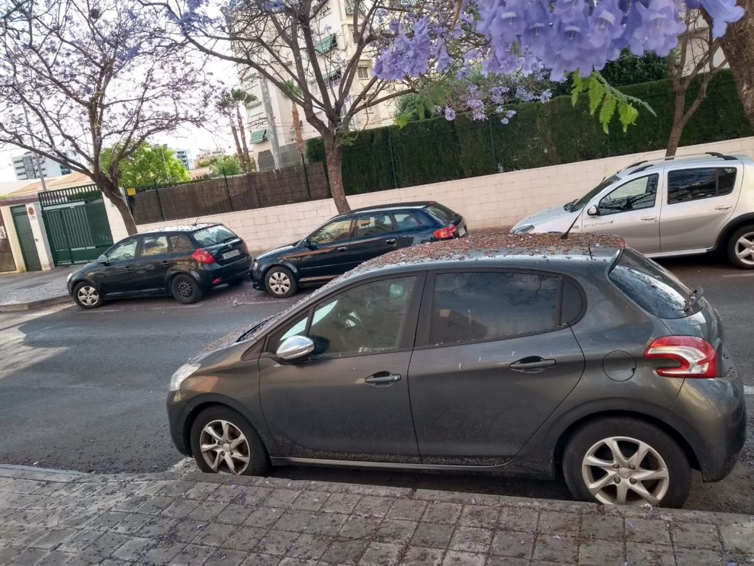 Aspecto que presenta una calle del barrio de Carolinas, poblada de jacarandas, debido a la falta de mantenimiento y limpieza.