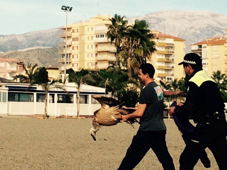 Buitre cazado por uno de los operarios de Torre del Mar en la playa