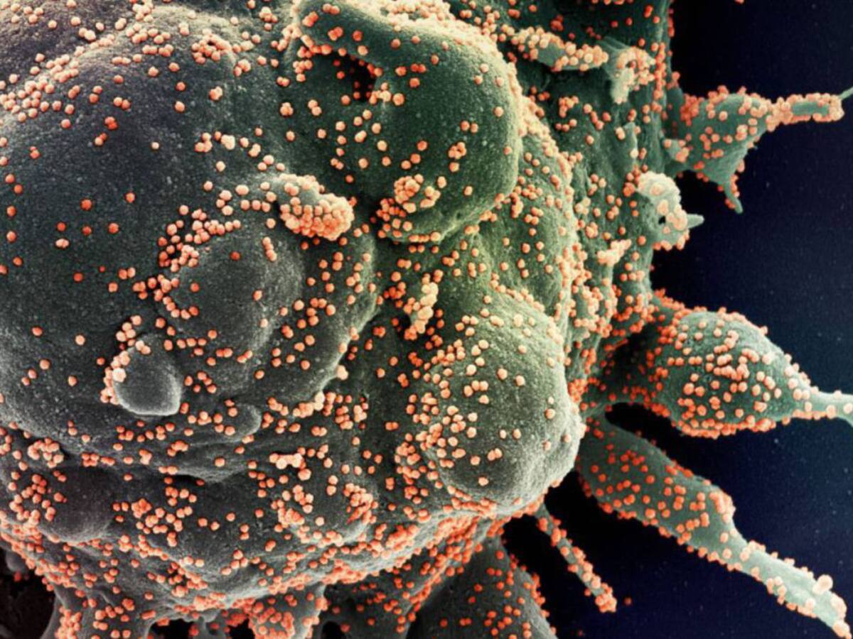 Así es el coronavirus que en la comarca de la Safor ya afecta a 200 personas