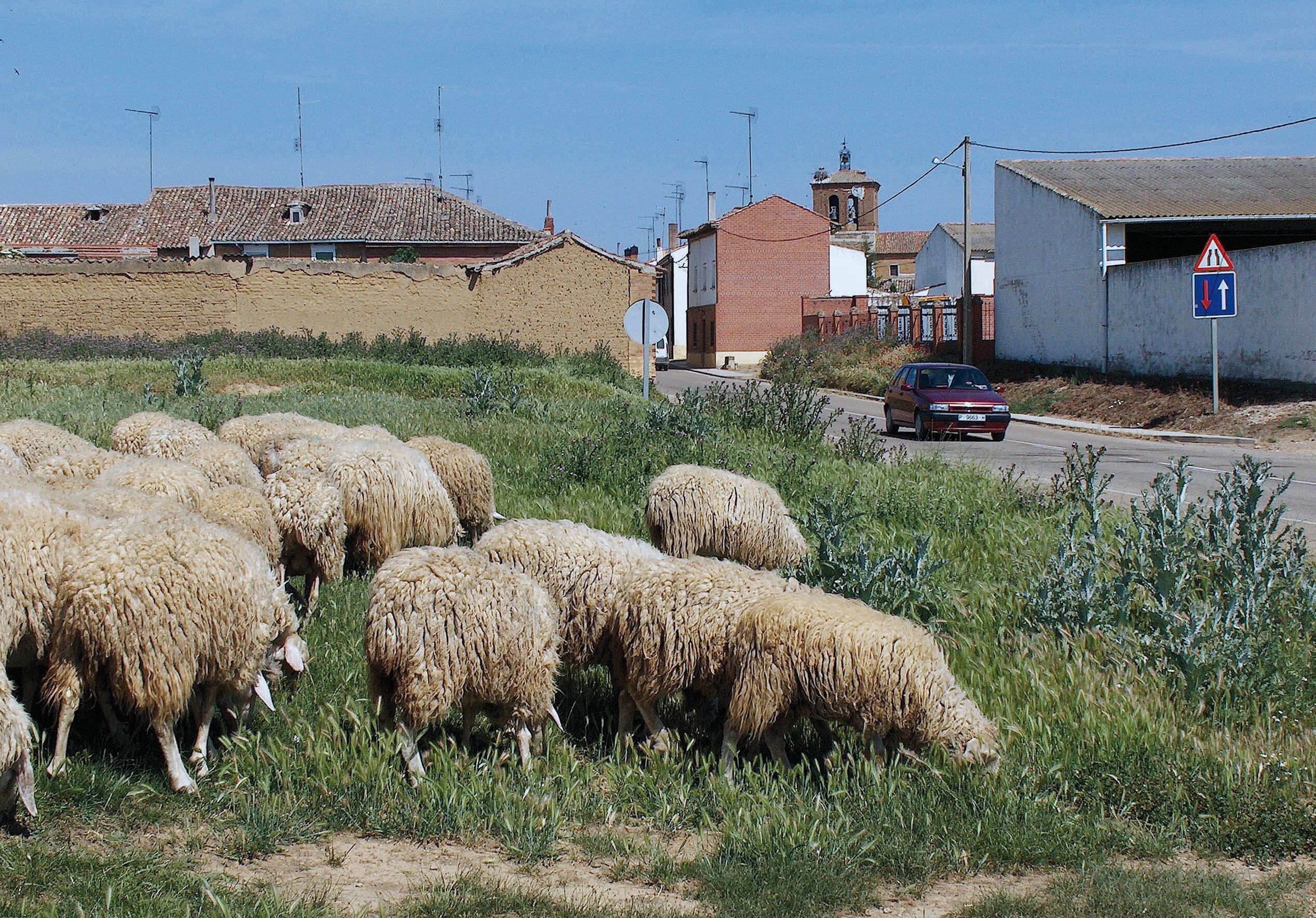 Ayuntamientos y juntas vecinales reciben 75.000 euros de la Diputación para infraestructuras agroganaderas