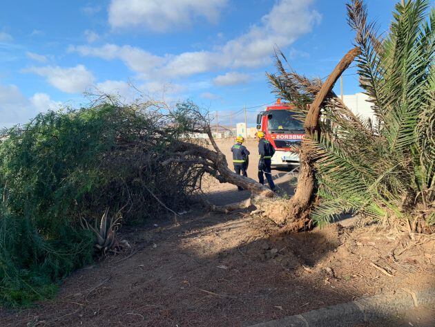 Los bomberos retirando un árbol tumbado por el viento.