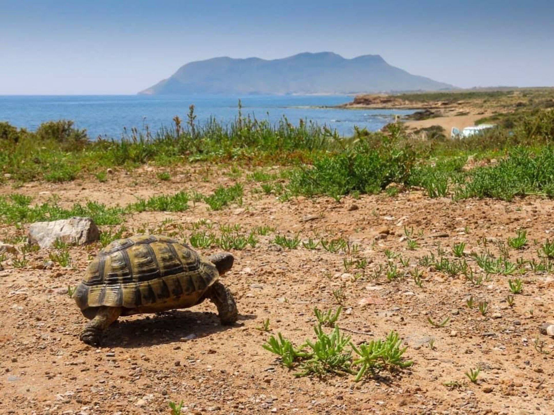 19/08/2024 Tortuga mora en Cabo Cope (Águilas)
ESPAÑA EUROPA MURCIA SOCIEDAD
AMACOPE
