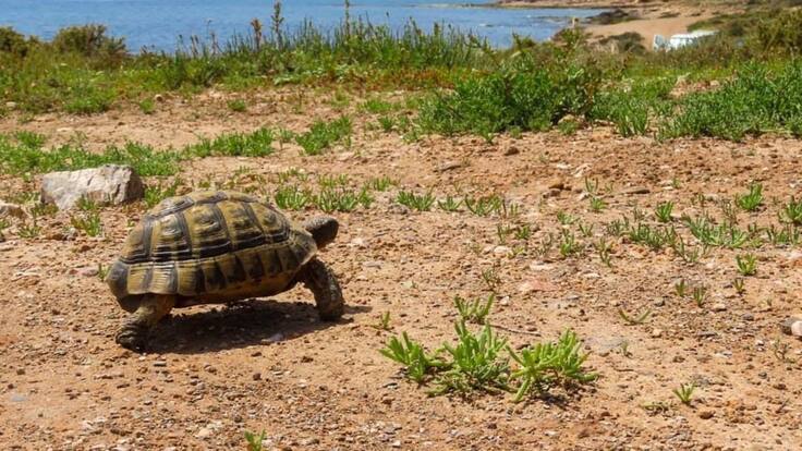 Entrevista con Francisco López de Haro de AMACOPE Águilas