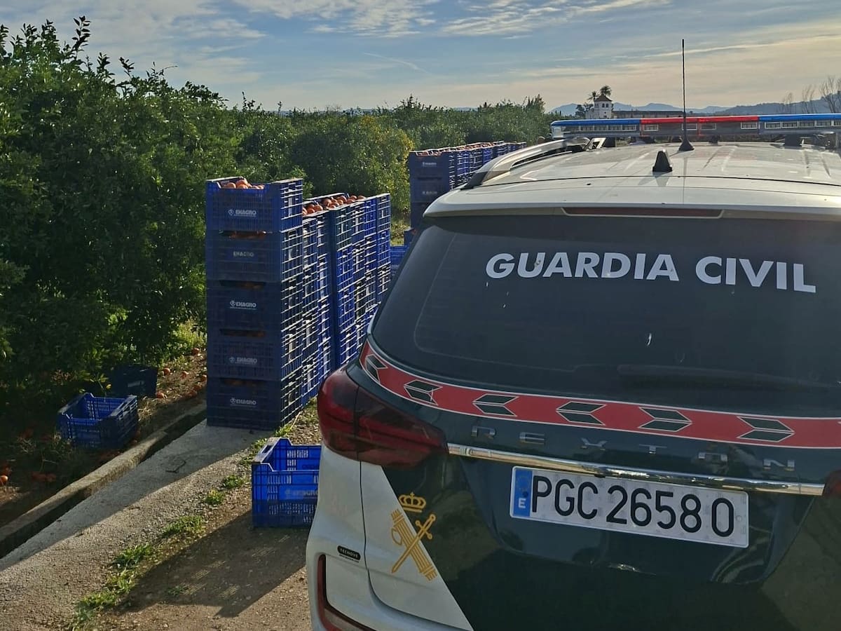 Un detenido y cuatro investigados por sustraer naranjas en campos de Carcaixent
