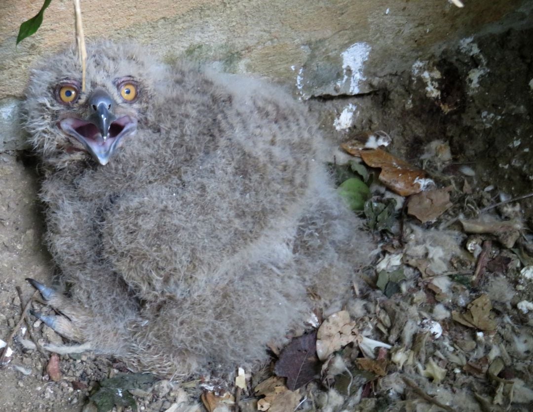 Imagen del búho real