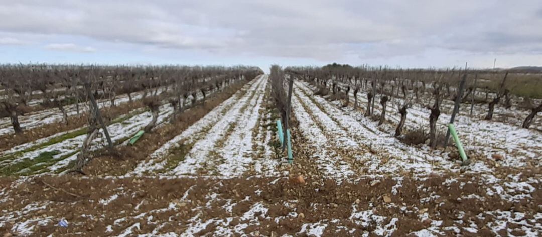 Viñedo nevado