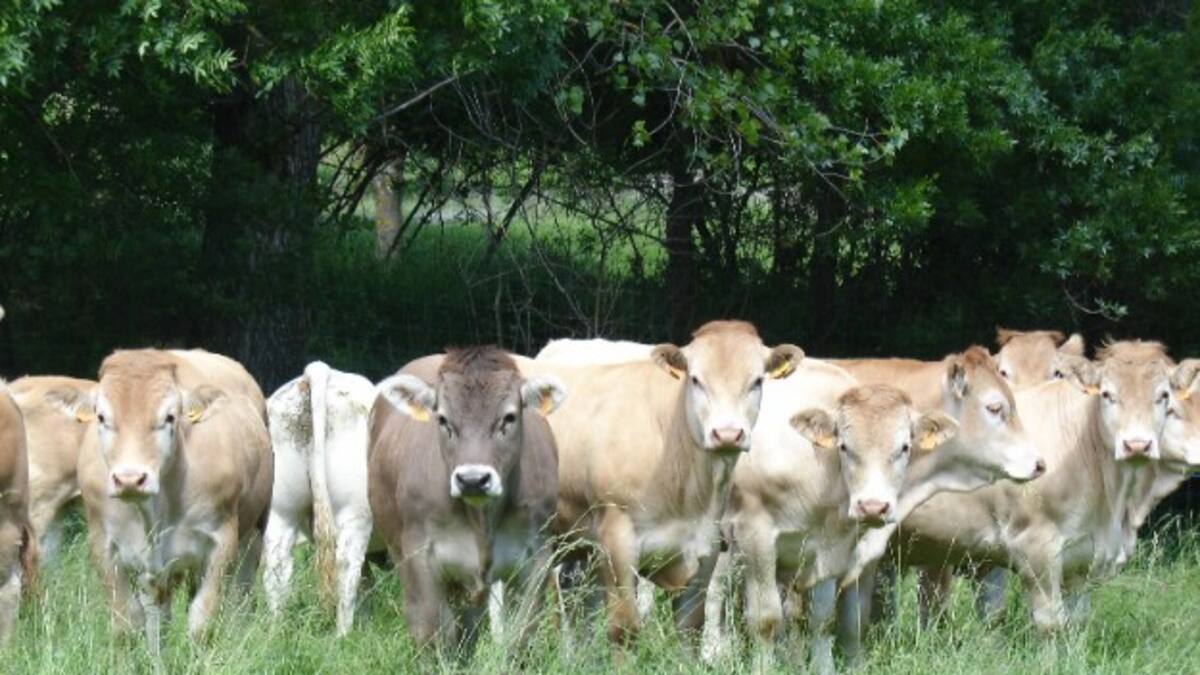 La falta de relevo generacional complica el futuro del sector agroganadero