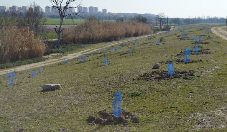 Los trabajos de reforestación prevén plantar 8.000 ejemplares