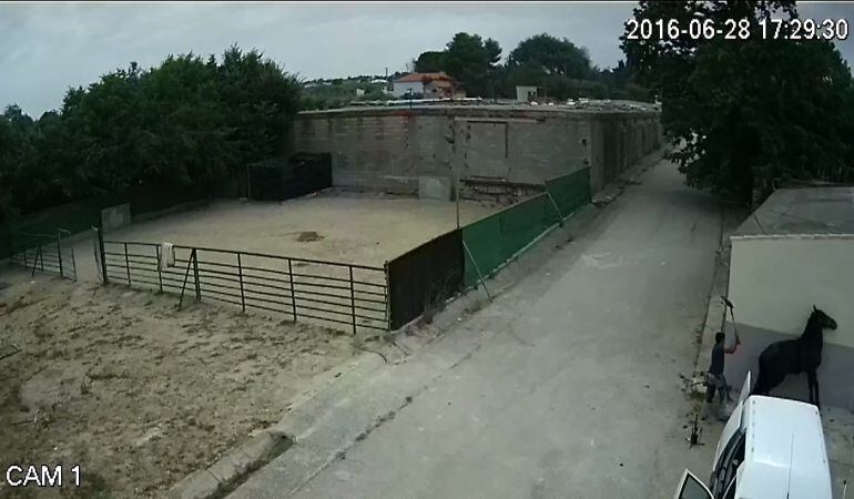 Captura de fotograma del video de cámara de seguridad que captó la agresión, cedidas por los propietarios de los animales maltratados