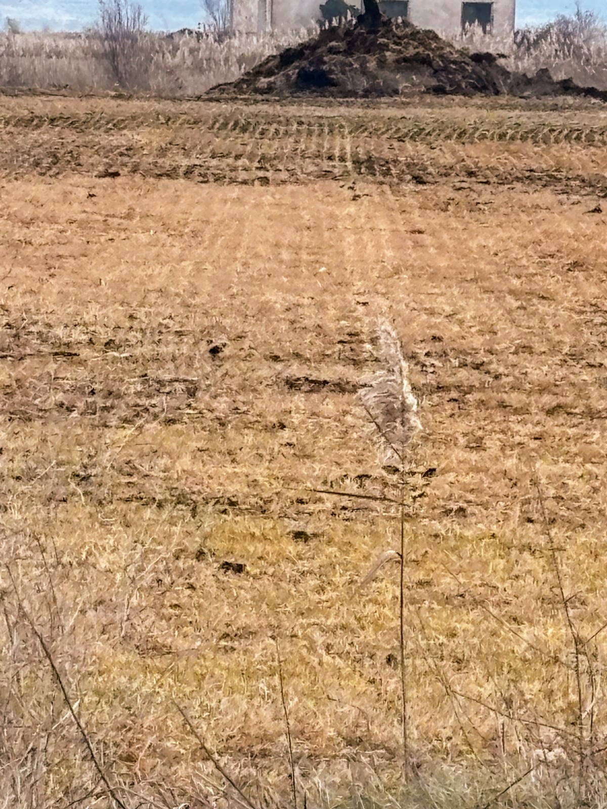 Afecciones en campos de la provincia de Huesca por las bajas temperaturas