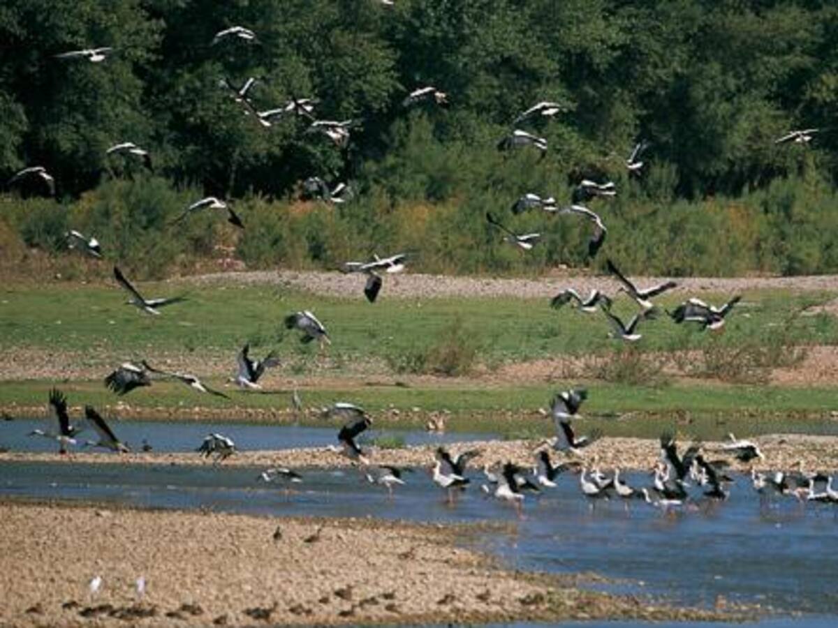 Los Sotos del Ebro en Alfaro, un paraíso de biodiversidad en La Rioja