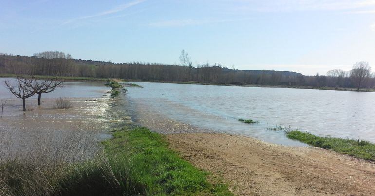 Parcelas y caminos inundadas por las aguas del río Riaza