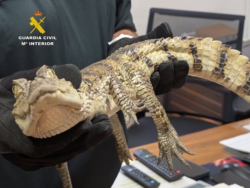 Imagen del caimán localizado en el pantano de Almansa