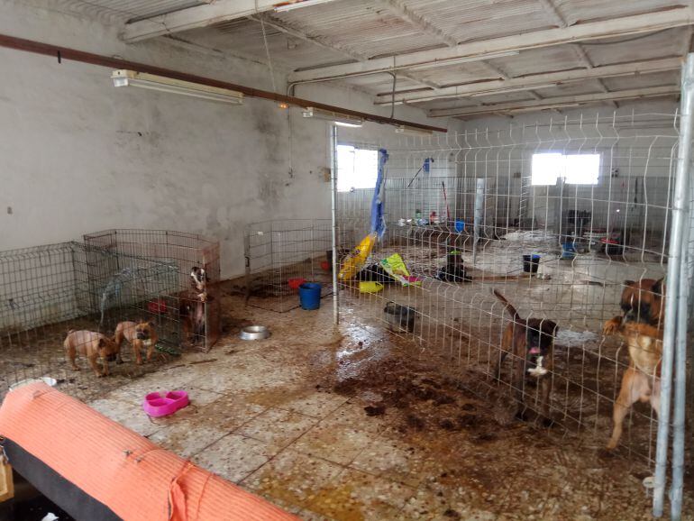 Nave con perros maltratados en Elche