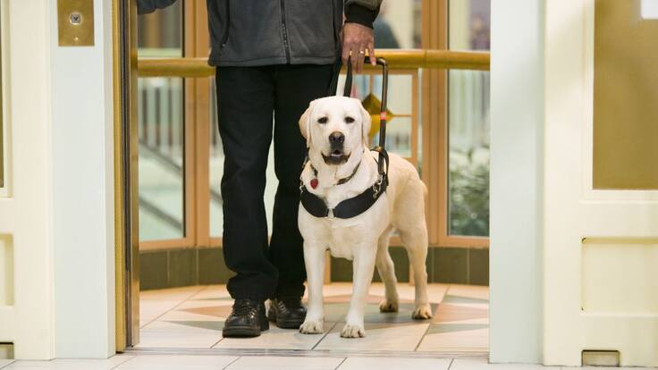 'Seis patas, dos amigos', las mejores historias de perros