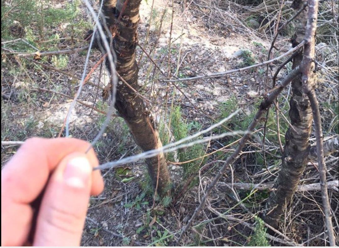 Alambre colocado en senda