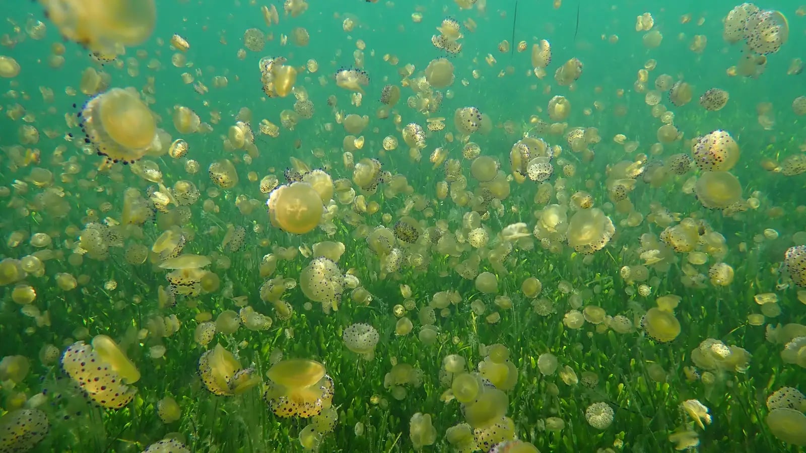 Proliferación de medusas &#039;huevo frito&#039; en el Mar Menor