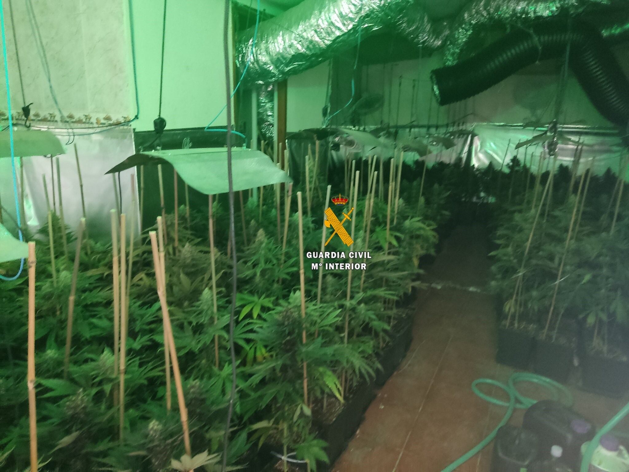 Una de las plantaciones incautadas en Málaga