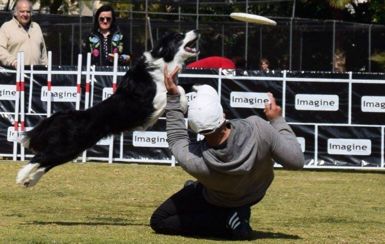 Exhibición canina durante la segunda edición Festival de la Adopción de L&#039;Alfàs del Pi