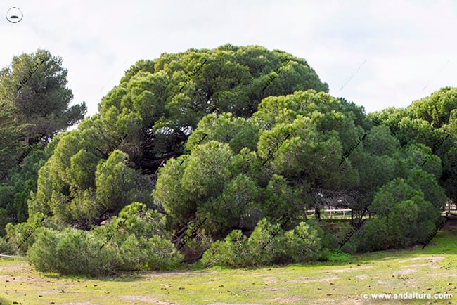 Pino Centenerio junto al Parador Nacional de Mazagón