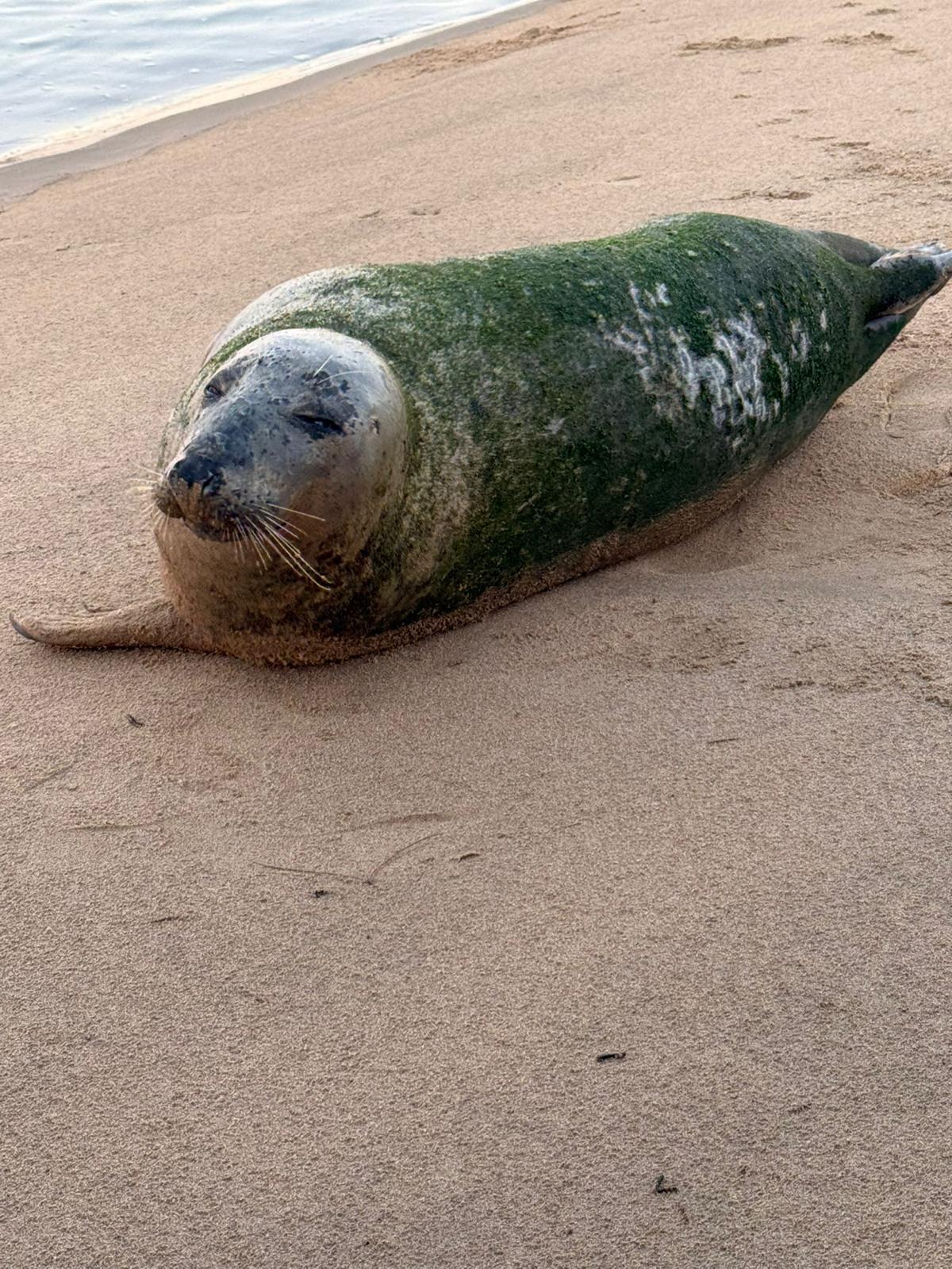 Ejemplar de foca monje localizado en Punta Umbría (Foto procedente de Whatsapp)