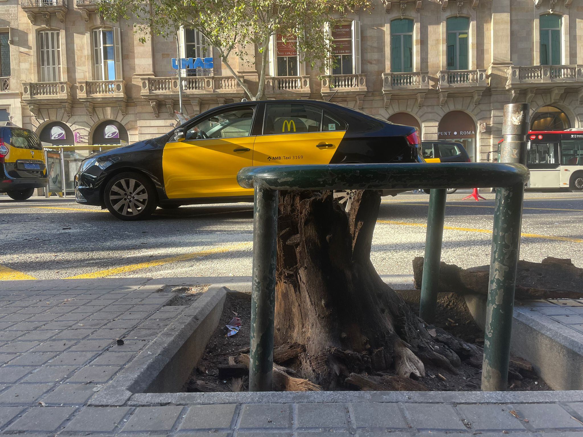 Restes de l'arbre que ha caigut a ronda de Sant Pere, a Barcelona.