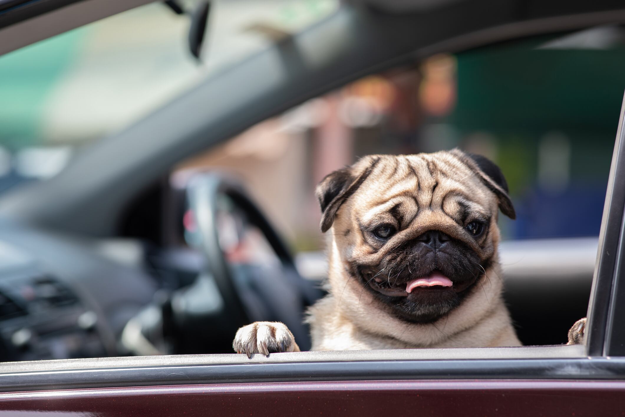 Un perro en el interior de un vehículo.